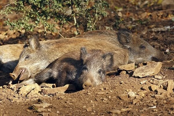 Wild Boar - young. France