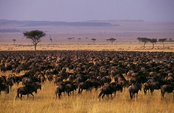 Wildebeest - migration - Maasai Mara National Reserve - Kenya JFL01779