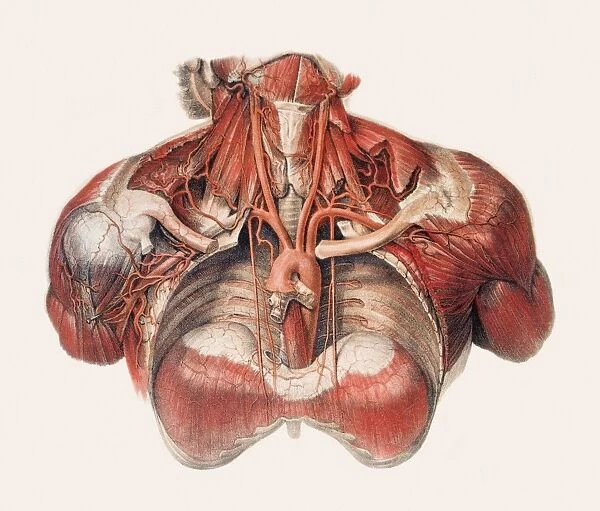 Blood vessels of chest and neck