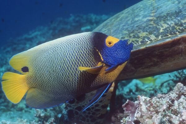 Blue-face angelfish