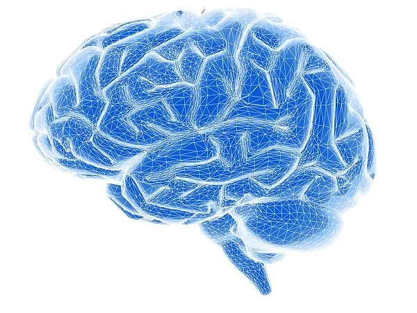 Brain. Wire-frame computer image of a side view of a healthy human brain