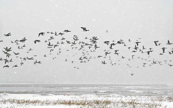 Brent goose flock in flight