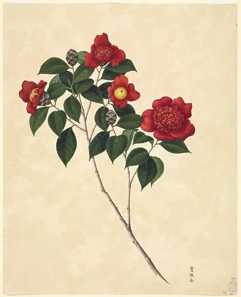 Camellia cultivar, 19th-century artwork C016  /  5180