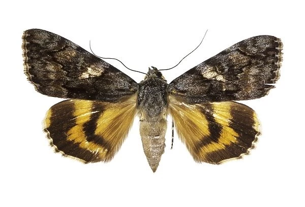 Catocala conversa moth C016  /  2103