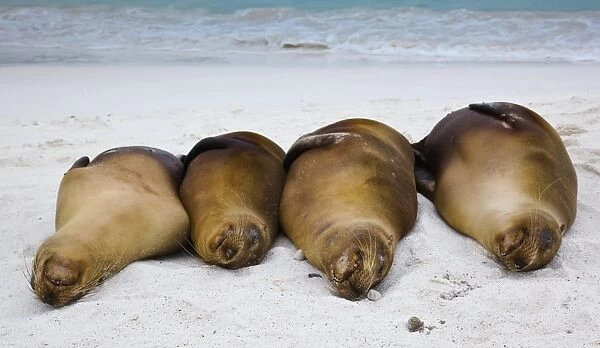 Galapagos sea lions resting on a beach C013  /  7471