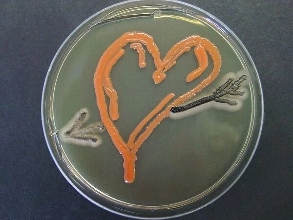 Love, microbial art