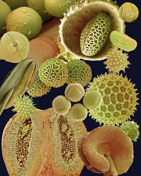 Pollen grains, SEM C016  /  9439