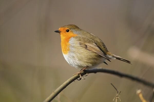 Robin perched on a plant stem
