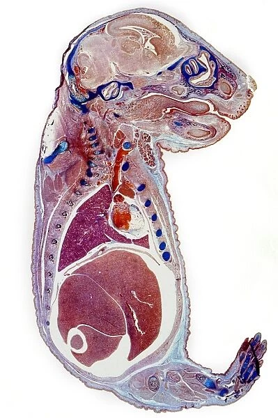 Section through a rat embryo