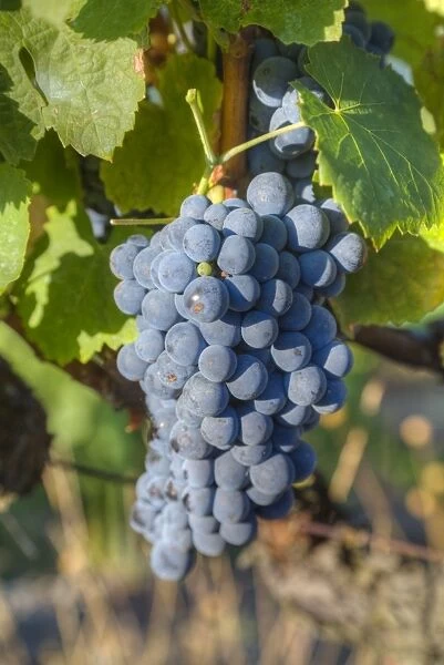 Grapes on vine, Alto Douro Wine Valley, UNESCO World Heritage Site, Portugal, Europe