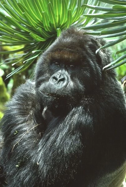 Silverback male Mountain Gorilla (Gorilla g. beringei) known as Peanuts