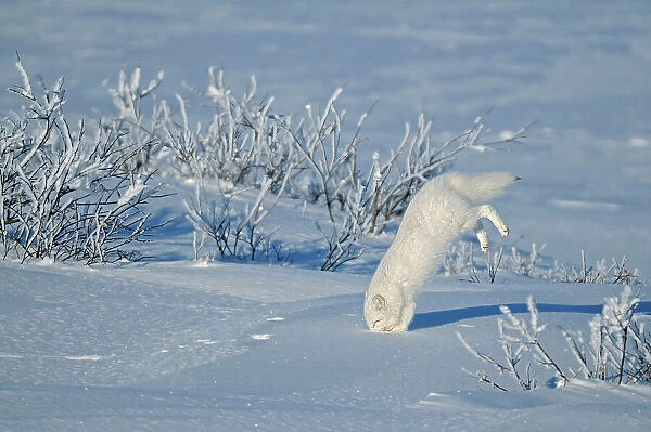 Arctic fox ( Vulpes lagopus ) sequence of diving into snow after prey on tundra of Hudson Bay Lowlands Churchill, Manitoba, Canada