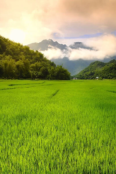 Asia, South East Asia, Vietnam, Mai Chau, view of rice paddies and mountains in the
