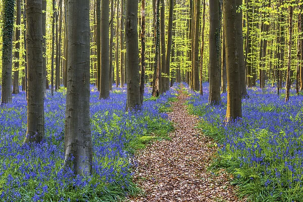 Path through Bluebell Flowers (Hyacinthoides non-scripta) and Beech Forest, Hallerbos
