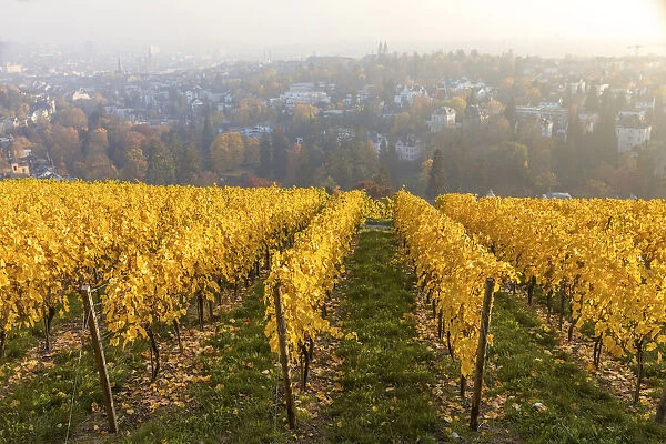 Vineyard on the Neroberg in autumn, Wiesbaden, Hesse, Germany