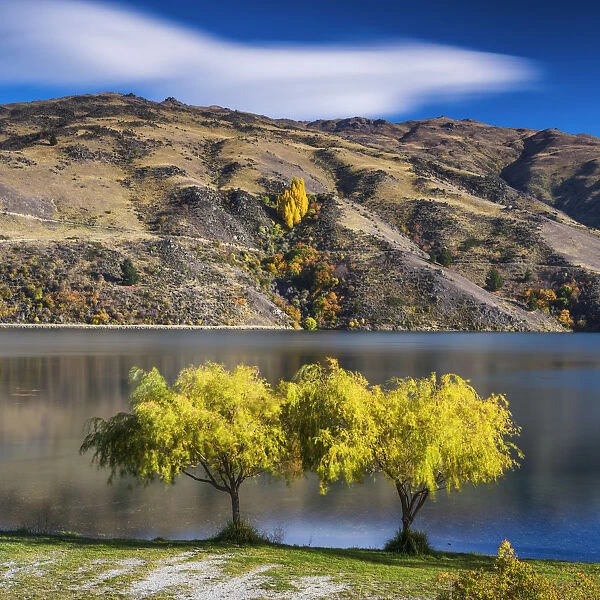 Willow Trees, New Zealand