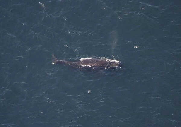 Aerial view of Northern right whale (Balaena glacialis glacialis) surfacing. Gulf of Maine, USA. (rr)