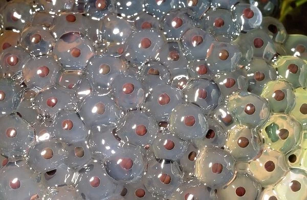 Frogspawn. Ashley Cooper  /  SpecialistStock