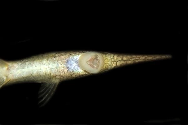Needle catfish, Farlowella acus, ventral view showing mouth, Manaus, Amazonas, Brazil