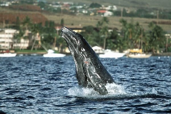 Pacific humpback whale calf, Megaptera novaeangliae, breaching in the roadstead near Mala Wharf, Maui, Hawaii