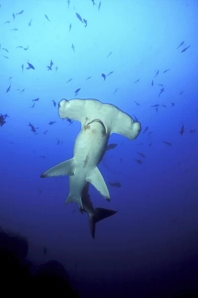 Scalloped Hammerhead Shark being cleaned by Barbar Fish. CoCos Island, Costa Rica