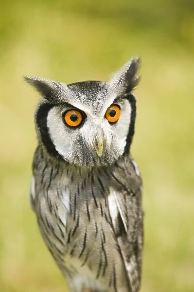 A White Faced Owl with a surprised expression on its face