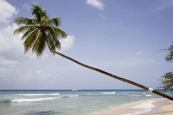 20067226. WEST INDIES Barbados St Peter Single coconut palm tree on Turtle Beach