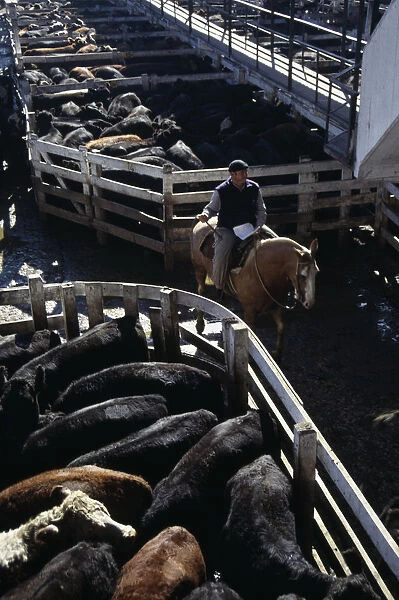 ARGENTINA, Buenos Aires Man riding horse between cattle pens in huge cattle market