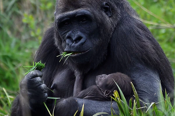 A 10-day old baby western lowland gorilla in Dublin Zoo is seen clinging to its mother