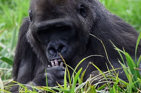 A 10-day old baby western lowland gorilla in Dublin Zoo is seen held by its mother