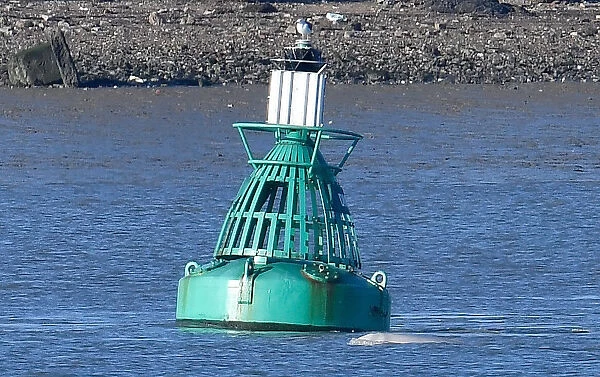 abeluga whale breeches near a buoy on the River Thames near Gravesend east of London