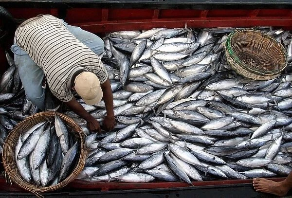 An Acehnese fisherman sorts through his catch in Banda Aceh