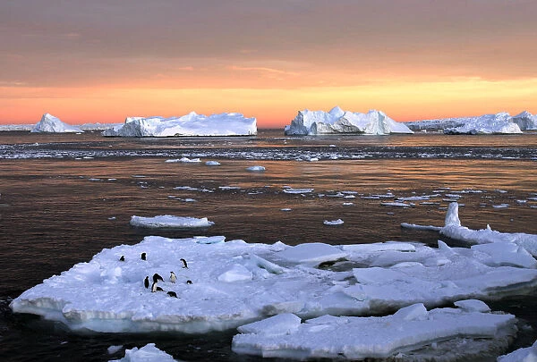 Adelie penguins stand atop ice near the French station at Dumont daeUrville in Eas