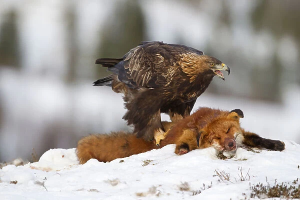 Adult golden eagle feeds on red fox in region of Flatanger in north-western Norway