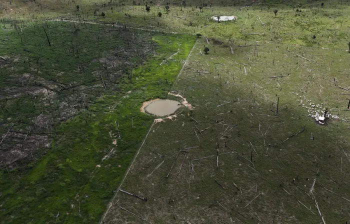 Framed Print : An aerial view of cows gathering in a circle on a plot of deforested Amazon rainforest