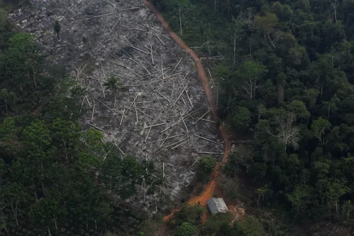 Framed Print : An aerial view of a deforested plot of the Amazon at the Bom Futuro National Forest in Framed Print : An aerial view of a deforested plot of the Amazon at the Bom Futuro National Forest in