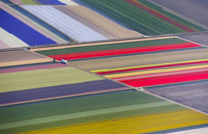 Framed Print : Aerial view of flower fields near the Keukenhof park, also known as the Garden of Europe Framed Print : Aerial view of flower fields near the Keukenhof park, also known as the Garden of Europe