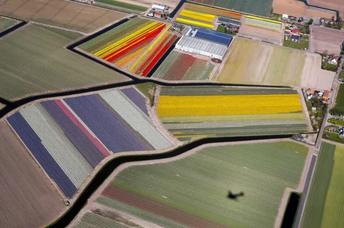 Framed Print : Aerial view of flower fields near the Keukenhof Park in Lisse Framed Print : Aerial view of flower fields near the Keukenhof Park in Lisse