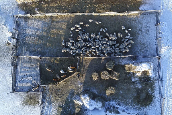 An aerial view shows the cattle at the nomad camp of farmer Tanzurun Darisyu near Kyzyl