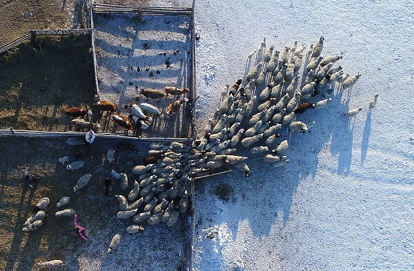 An aerial view shows the cattle at the nomad camp of farmer Tanzurun Darisyu near Kyzyl