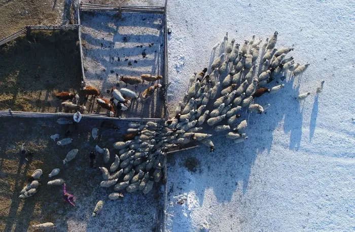 Framed Print : An aerial view shows the cattle at the nomad camp of farmer Tanzurun Darisyu near Kyzyl