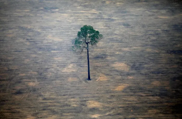 Framed Print : An aerial view shows a deforested plot of the Amazon near Porto Velho Framed Print : An aerial view shows a deforested plot of the Amazon near Porto Velho