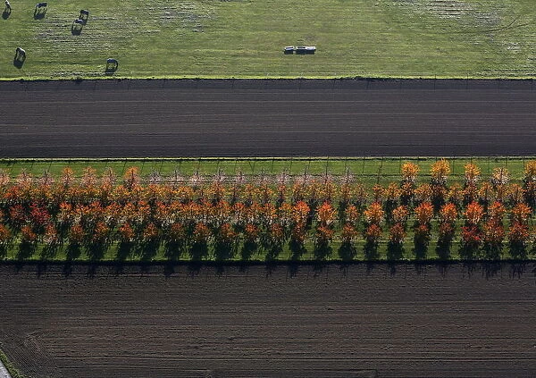 An aerial view shows a field with deciduous trees on a sunny autumn day in Recklinghausen