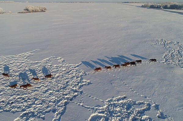 An aerial view shows horses grazing on a snow-covered field outside the village of