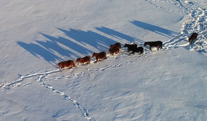 Framed Print : An aerial view shows horses grazing on a snow-covered field outside the village of Framed Print : An aerial view shows horses grazing on a snow-covered field outside the village of