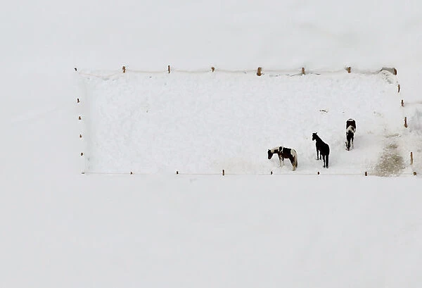 An aerial view shows horses standing on a snow covered meadow near Davos