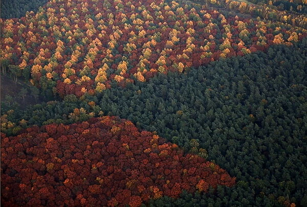 An aerial view shows a mixed forest on a sunny autumn day in Recklinghausen