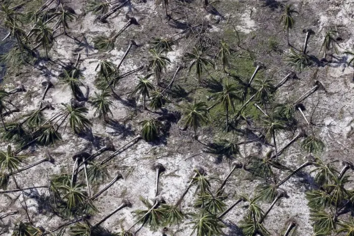 Framed Print : An aerial view of toppled coconut trees by a remote village in Dolores Framed Print : An aerial view of toppled coconut trees by a remote village in Dolores