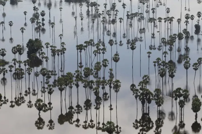 Framed Print : An aerial view of treetops and their reflections in a flooded area in Pathum Thani