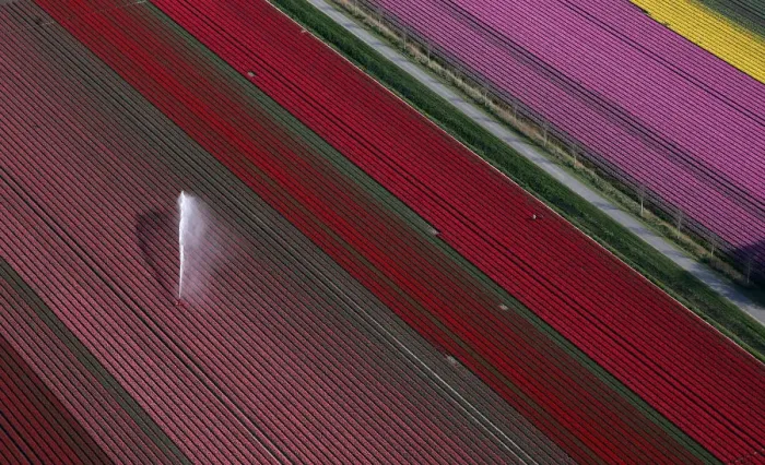 Framed Print : An aerial view of tulip fields near the city of Creil Framed Print : An aerial view of tulip fields near the city of Creil